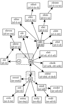 _L és _R gyökvázak kapcsolata (el, él, er) - 