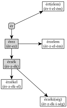 Az ér gyök (_R gyökváz) és az emberi anatómia - 