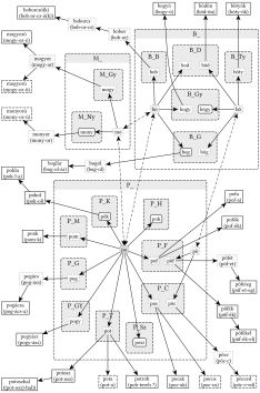 P_, B_ és M_ gyökvázak kapcsolata - 