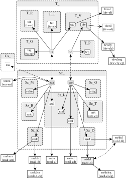 SZ_ és T_ gyökvázak kapcsolata - 