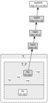 Táplálék (T_P gyökváz) - 