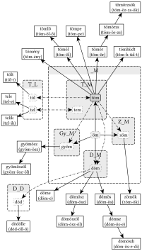 _M gyökváz és kapcsolatai (T_M, T_L, GY_M, D_M, Z_M) - 