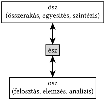 Az _SZ gyökváz ész, osz és ösz szavainak kapcsolata - 